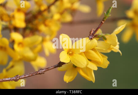 Forsythia connu sous le nom de fleurs de printemps dans la nature Banque D'Images