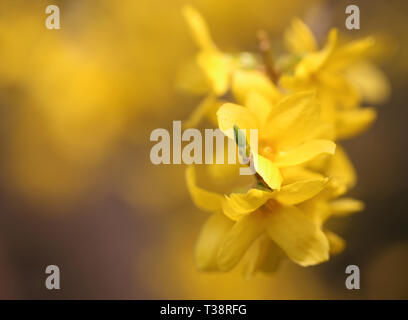 Forsythia connu sous le nom de fleurs de printemps dans la nature Banque D'Images