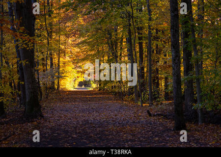 Une pièce lumineuse prairie d'automne, à l'au-delà d'une section boisée sombre d'un sentier de randonnée. Kennedy Dells County Park, New York Banque D'Images