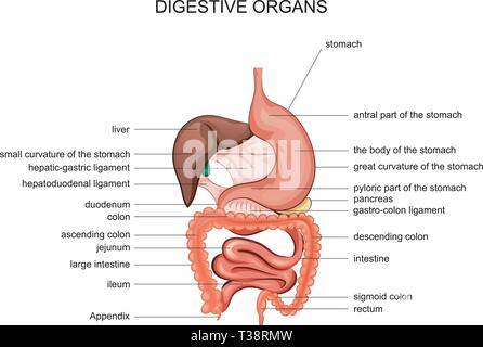 Vector illustration d'organes digestifs. anatomie. gaster Illustration de Vecteur