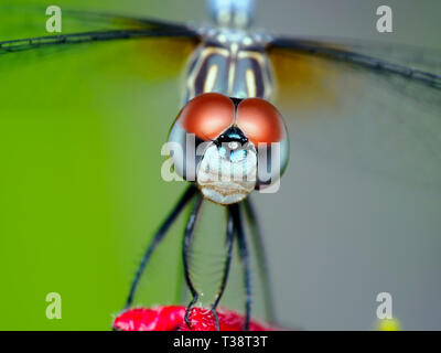 Bleu libellule femelle Dasher, Pachydiplax longipennis, macro. Banque D'Images