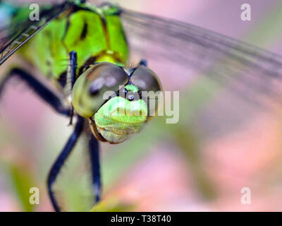 L'Est de l'Pondhawk libellule, Erythemis simplicicollis, macro. Banque D'Images