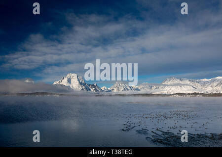 Un troupeau de grèbes l'atterrissage dans les eaux froides du lac Jackson en dessous du Teton Mountains. Parc National de Grand Teton, Wyoming Banque D'Images