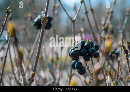 Les petits fruits noirs sauvages sur une bague décorative Banque D'Images