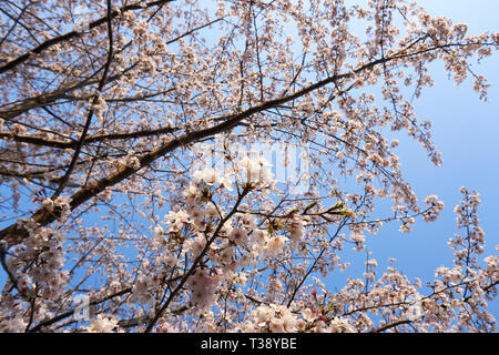 Sakura (Japanese cherry blossom tree) Branches et fleurs découpé sur un ciel bleu un jour de printemps au Japon. Banque D'Images