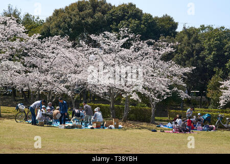 Les familles apprécieront les cerisiers dans un parc, Japon sur une journée de printemps ensoleillée. Banque D'Images