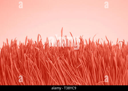 Close up couleur rose corail tonique printemps herbe fraîche avec des gouttes de pluie après la pluie ou la rosée, low angle view Banque D'Images