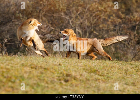 Les renards rouges (Vulpes Vulpes) combattent. Zandvoort. Pays-Bas. Europe Banque D'Images