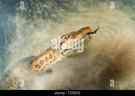 Anaconda vert, Eunectes murinus, rivière Formoso, bonite, Mato Grosso do Sul, Brésil Banque D'Images