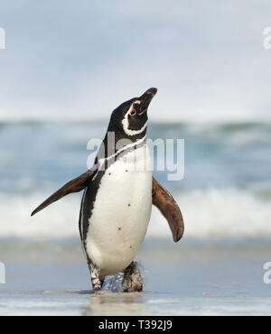 Close up of Magellanic penguin debout sur l'autre et secouer l'eau de plumes, îles Falkland. Banque D'Images