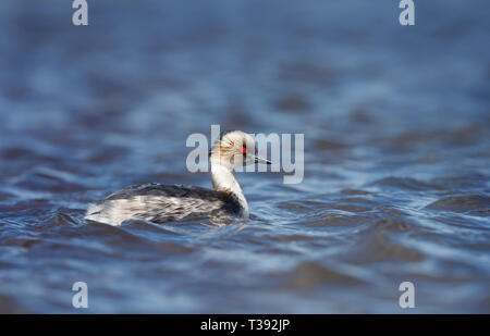 Close up d'un grèbe huppé (Podiceps argenté occipital) Nager dans un lac d'eau douce, Falklands. Banque D'Images