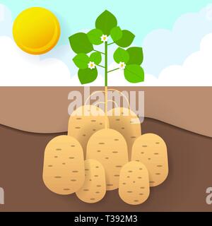 Les patates douces dans le jardin 10 images illustrations vecteur EPS. Nature Illustration de Vecteur