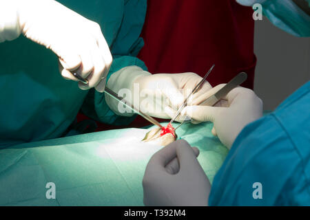 L'équipe médicale des chirurgiens à l'hôpital faire un minimum d'interventions chirurgicales invasives Banque D'Images