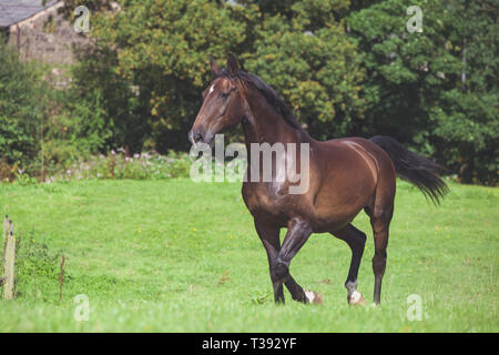 Cheval brun dans un champ au soleil Banque D'Images