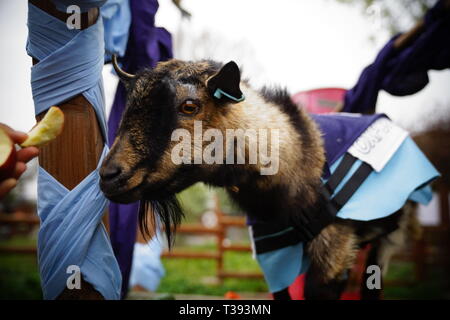 Coïncidant avec l'Oxford & Cambridge Boat Race, deux chèvres (l'un représentant un représentant d'Oxford et Cambridge) course à la victoire. Banque D'Images