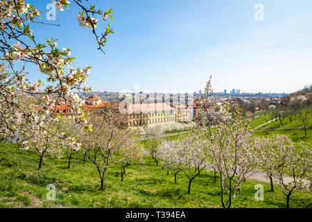 Fleurs de pommier au printemps de Prague Petrin Hill avec vue ville, République Tchèque Banque D'Images