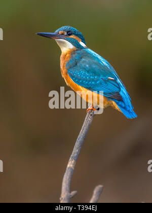 Kingfisher (Alcedo atthis européenne) perché sur un bâton au-dessus de la rivière et la chasse aux poissons. Cet oiseau de taille moyenne Sparrow a la queue courte typique, lar Banque D'Images