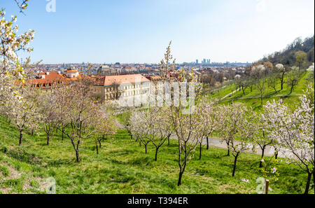 Fleurs de pommier au printemps de Prague Petrin Hill avec vue ville, République Tchèque Banque D'Images