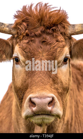 Portrait de vache drôle close up de jeunes bovins avec perruque et cornes sur fond blanc Banque D'Images