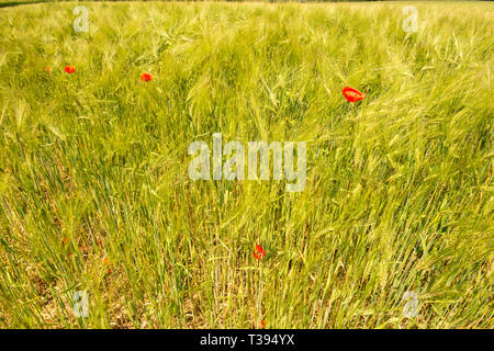 Coquelicot rouge Banque D'Images