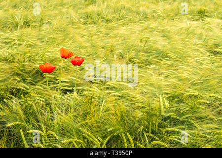 Coquelicot rouge Banque D'Images