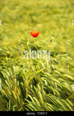 Coquelicot rouge Banque D'Images