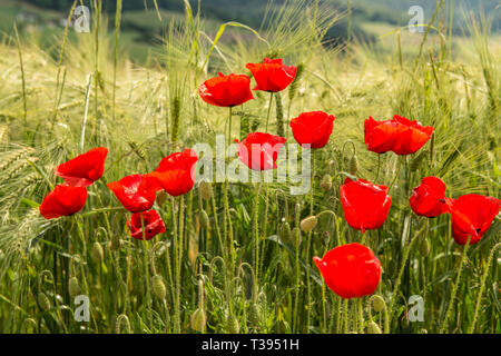 Coquelicot rouge Banque D'Images