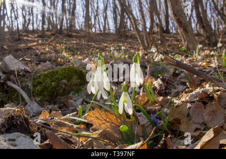 Glade plein de perce-neige qui poussent à travers les feuilles de l'année dernière dans la forêt. Close up Banque D'Images