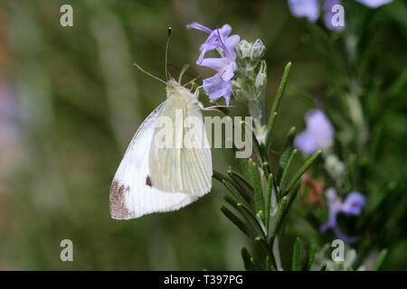 Chou blanc papillon se nourrissant d'une fleur de romarin. Banque D'Images