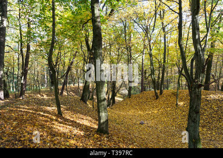 De beaux arbres à feuilles caduques dans la saison d'automne lors de la chute des feuilles, le changement de nature est saisonnier Banque D'Images