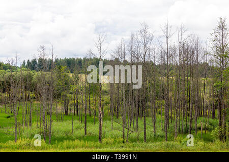 Zone marécageuse avec de petits arbres et herbe verte, à l'été ou de printemps paysage Banque D'Images