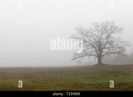 Chêne sans feuilles dans l'épais brouillard d'un matin d'automne, paysage sombre Banque D'Images