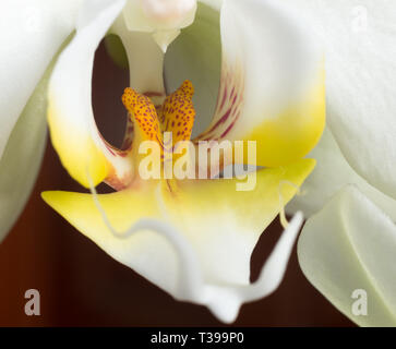 Le centre d'un jaune pétales blanc orchid in close up Banque D'Images