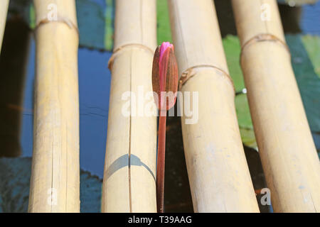 Bourgeon de fleur de lotus poussent au Bamboo Dock sur l'étang de lotus, région centrale de la Thaïlande Banque D'Images