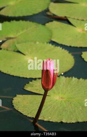 Lotus rose vif fermée bouton floral croissant dans l'étang rempli de feuilles de Lotus vert vibrant Banque D'Images