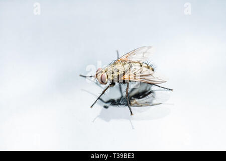 Insectes mouche drosophile diptères sur fenêtre en verre Banque D'Images