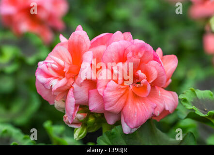 Pelargonium x hortorum rouge rosâtre (géraniums zonale) floraison des plantes au printemps dans le West Sussex, Royaume-Uni. Banque D'Images