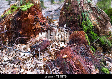 Des feuilles sèches et de mousse dans la forêt Banque D'Images