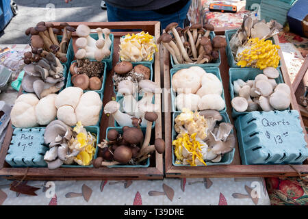 Une sélection de plusieurs variétés de champignons exotiques en vente à l'Union Square Green Market à Manhattan, New York City. Banque D'Images