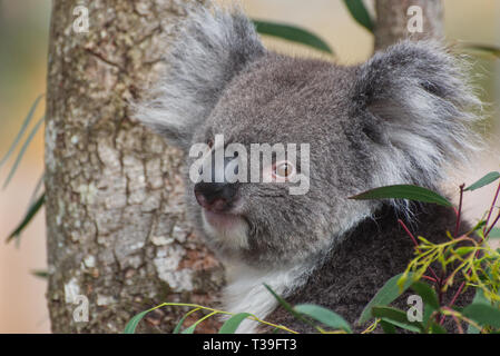 / Koala Phascolarctos cinereus dans un arbre Banque D'Images