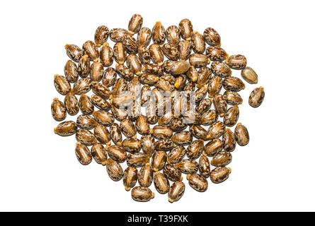 Close up of castor oil,haricots ricinus graines sur un fond blanc. Banque D'Images