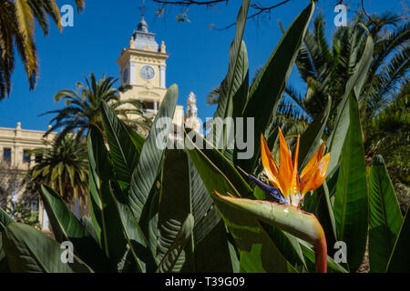 Strelitzia reginae fleur orange à Malaga avec l'hôtel de ville en arrière-plan Banque D'Images