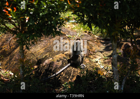 Singe assis sous les palmiers sur l'île de Ko chang en Thaïlande en avril 2018 - Manger Banque D'Images
