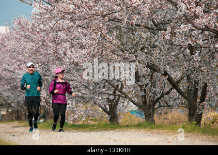 Un couple vu passé en courant les cerisiers en fleurs au parc Nisshin au Japon. La fleur de cerisier également connu sous le nom de Sakura au Japon habituellement son sommet en mars ou début avril au printemps. Banque D'Images