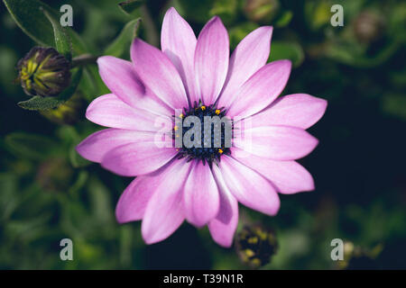 Osteosperumum Rose Violet Daisy Fleurs isolées dans le jardin Banque D'Images