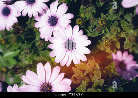 Osteosperumum rose violet fleur, daisy africains Banque D'Images