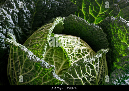 Un chou de bio. Très vert et très bon pour vous. Banque D'Images