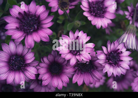 Osteosperumum rose violet fleur, daisy africains Banque D'Images