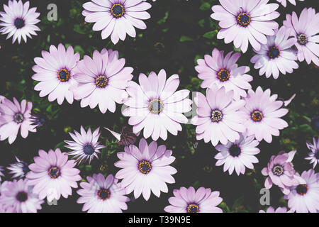 Osteosperumum rose violet fleur, daisy africains Banque D'Images