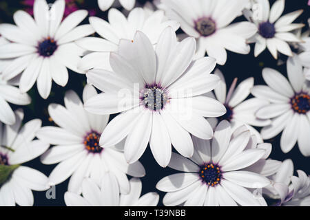 African daisies, Osteospermum, rose et blanc couleur lilas Banque D'Images